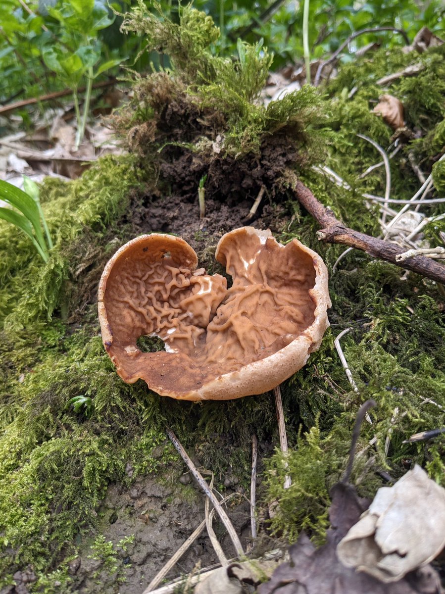 Disciotis venosa - Bleach Cup or Veined cup.
#ascomycetes #mycology #fungi