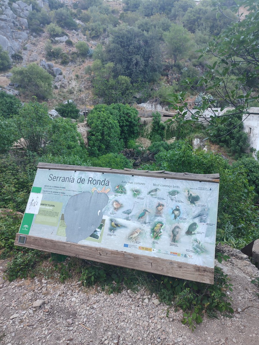 pal_gonzalez's tweet photo. @AndaluciaJunta @MedioAmbAND @RamonFPM @Sorayagm1411 a falta de puente en la Estación de Benaoján, estaría bien renovar la señalética. Por cierto, tampoco estaría de más indicar de forma adecuada los senderos disponibles en la actualidad hasta la Cueva del Gato. https://t.co/4mQBzl7CBS