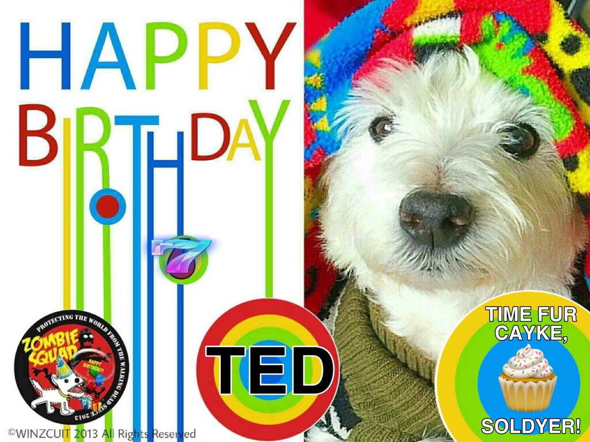 🎂Wishing a very 🎁HAPPY 7th BIRTHDAY🎉 to our pawsome pal, TED from Leada Billy and your ZombieSquad pals.🎈 We hope your special day is full of tasty treats, belly rubs &amp; cayke, soldyer. RaaAAA!! 
❤️💛🎂🎁🎈🎉
<a href="/sjchocaholic/">Ted, George & Angel Alfie❤</a> <a href="/ZSBirthday/">ZS Birthday🎂🎁🎉</a> #ZSHQ