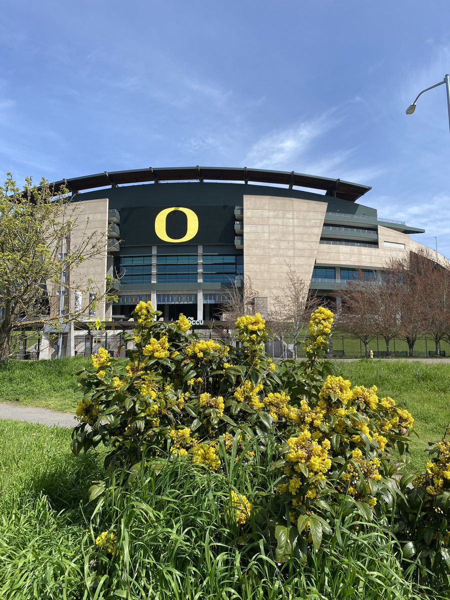 tobiaspolicha's tweet photo. @uoregon colors! #Berberidaceae #Berberisaquifolium #systematicbotany @UOBiology #GoDucks #spring https://t.co/KpvM0iQGoz