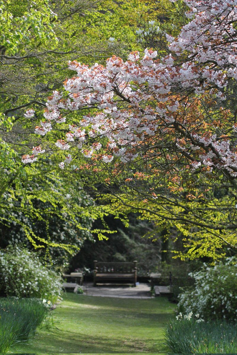 Gwledd y gwanwyn! 🌸 Blossom watch! 

Prunus 'Shirotae' blossom with a backdrop of fresh Cercidiphyllum japonicum leaves, leading to one of my favourite benches in the glades @BodnantGardenNT 🥰

#WythnoGwleddYGwanwyn #BlossomWatchWeek #GwleddYGwanwyn #BlossomWatch
