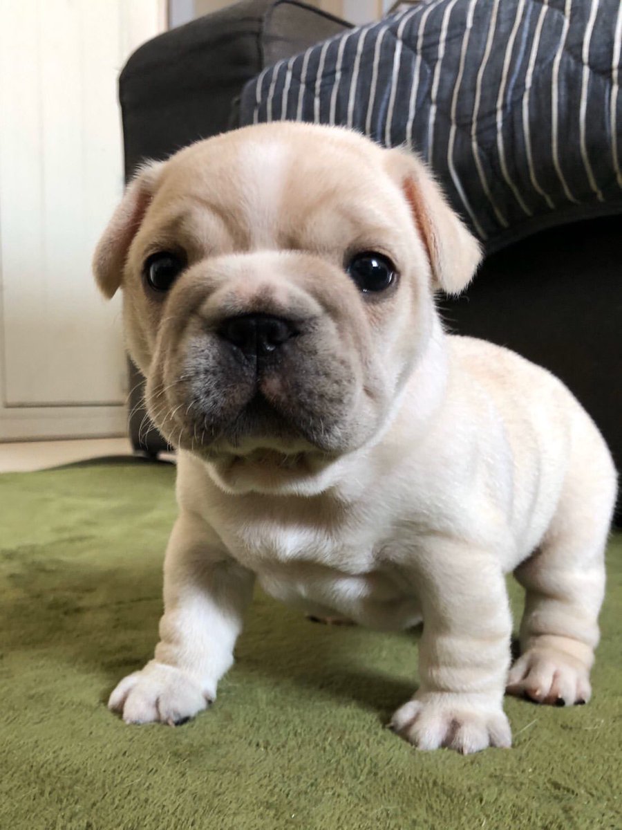 REMすいみん tweet media