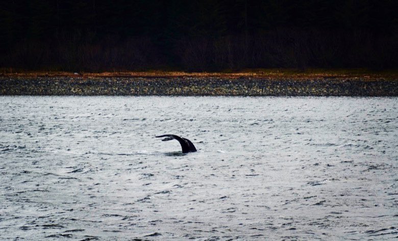 Alexandra Ávila L, tweet media