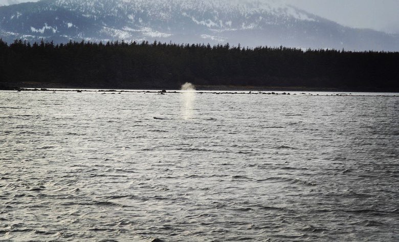 Alexandra Ávila L, tweet media