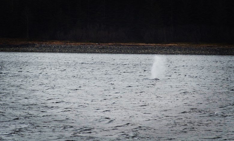 Alexandra Ávila L, tweet media