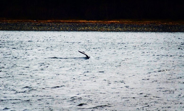 Alexandra Ávila L, tweet media