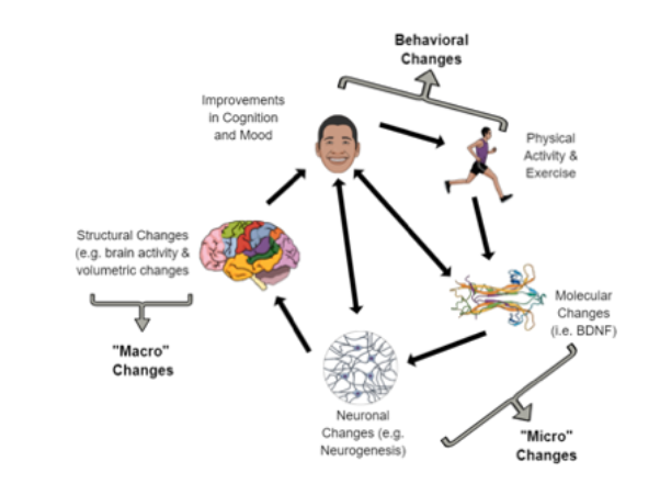 LondonPehwb's tweet photo. 'The Impact of #exercise on the brain': https://t.co/FvDPgf85sD A recommended read that explores the positive benefits upon cognitive development re: 'micro'; 'macro' and 'behavioural levels' https://t.co/FTtBeNKzl6