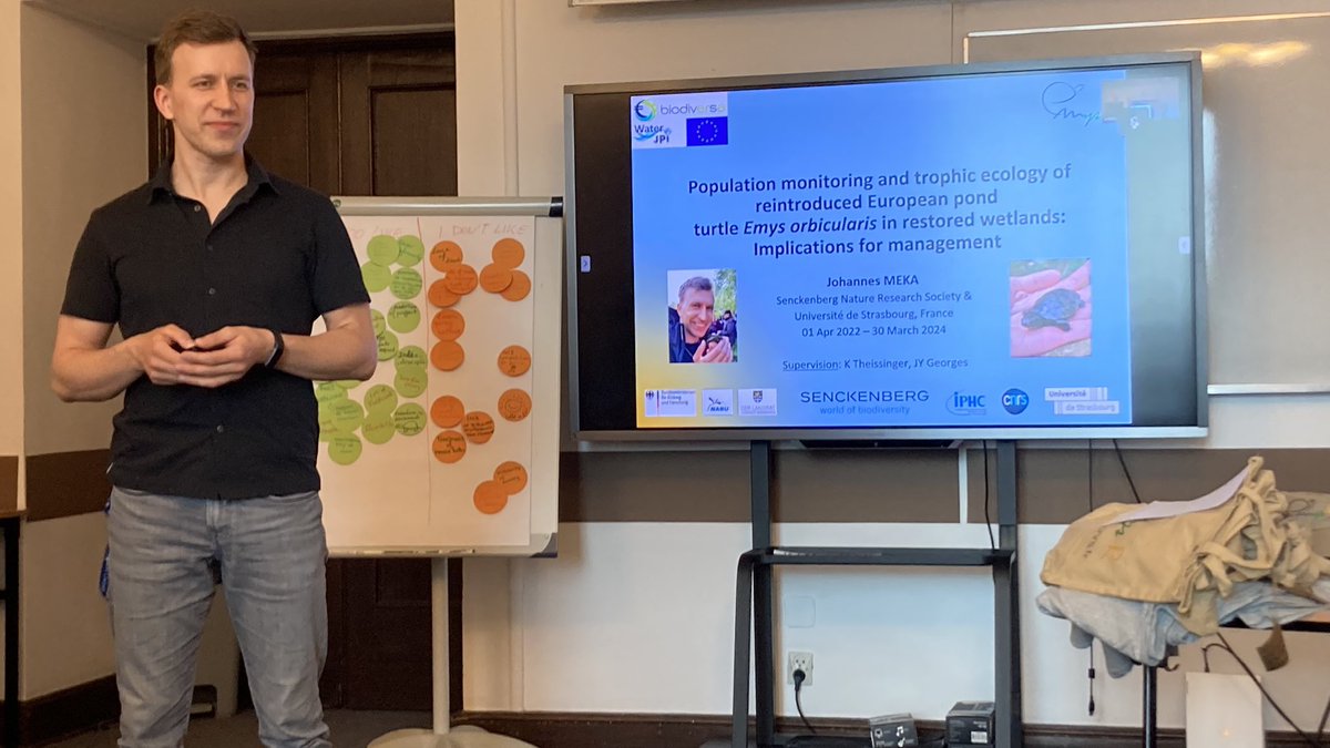 ProjectEmysR's tweet photo. EmysR annual meeting: Johannes Meka presenting his #PhD #project « Population #monitoring and #trophic #ecology of reintroduced European #pond
#turtle #Emys orbicularis in restored #wetlands: implications for #management » supervision @KTheissinger and @IPHC_Strasbourg https://t.co/hmrQqkdVZd