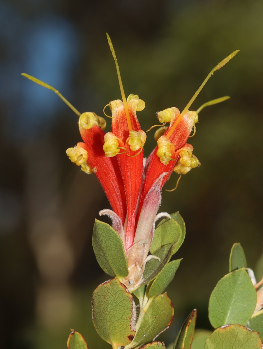 Juliet Wege tweet media