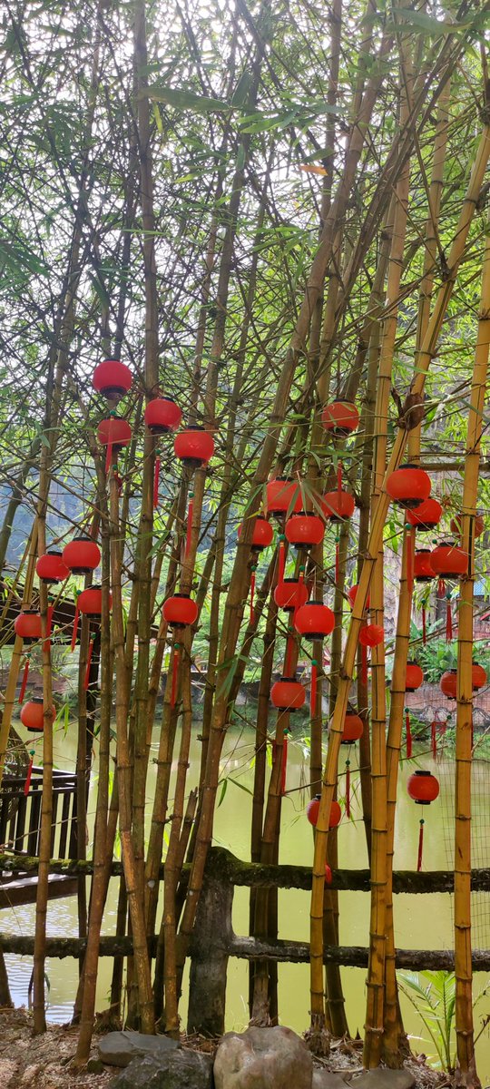 williampueyo's tweet photo. #ipoh #Malaysia #photography #photo #photographer #photographie #PHOTOS #NaturePhotography #nature #bamboo #travelphotography #travel #Voyage #GoodMorningTwitterWorld https://t.co/r1vshrUXOd