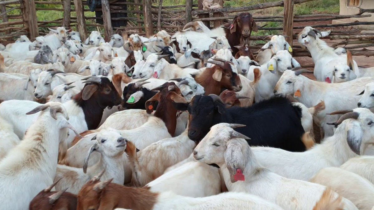 What should you know if you want to start a goat farming business?
#Thread