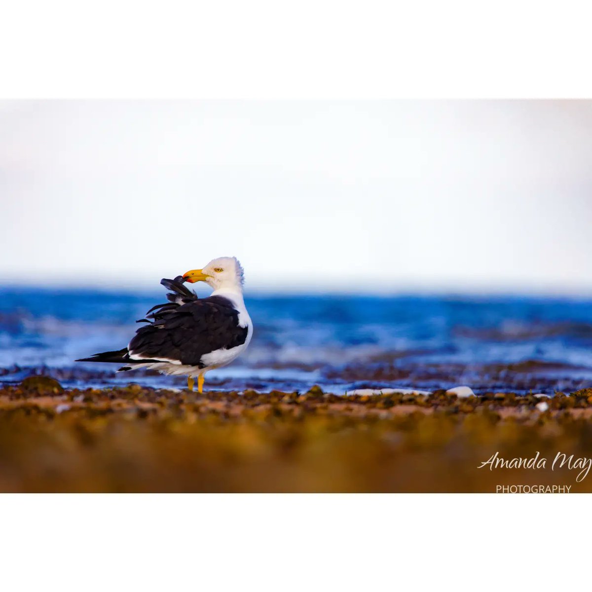 amanda_vallance's tweet photo. πβ¨ Captivated by Pacific Gulls: Embracing Avian Elegance π¦πΈ
#PacificGulls #AvianElegance #NaturePhotography #Wanderlust #EmbraceTheWild #ConnectedWithNature #PreservingBeauty #nature #zeiss #zeissbinoculars #zeissbins #zeissbinos #photography #photographer https://t.co/6ScKVSQ4ft