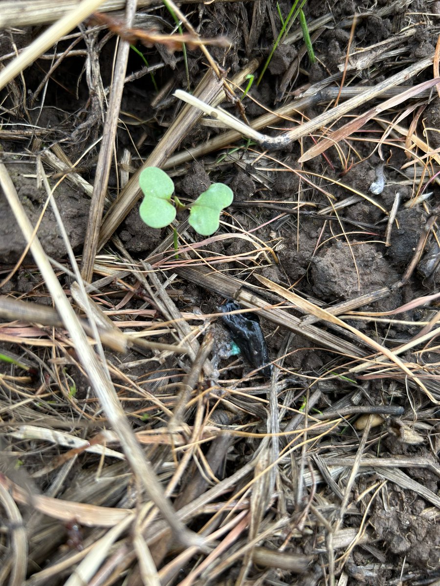 Thomas Vearing tweet media