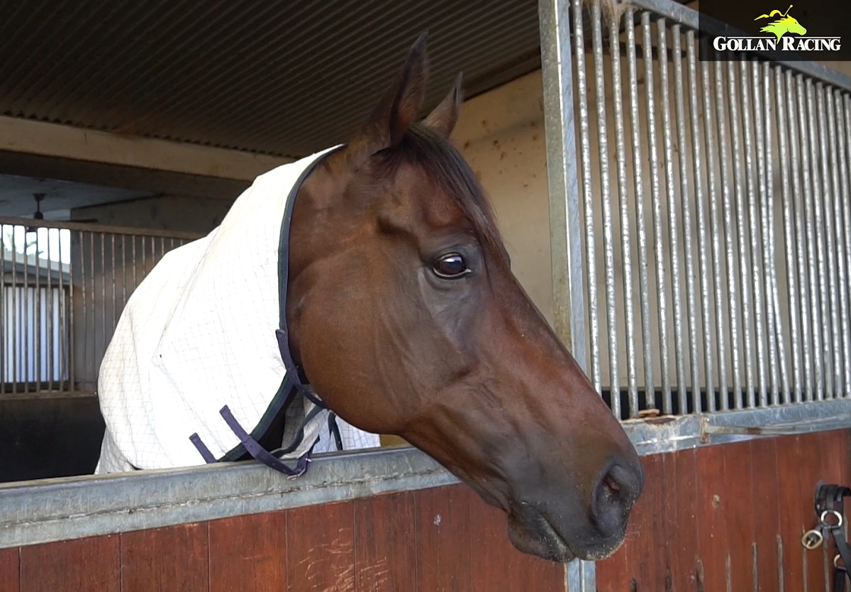 THE FINAL GALLOP
🎙️ Tony Gollan &amp; Claire Bird
⏰ Saturday
📍 Eagle Farm
🐴Typhoon Taavi
🐴King Kapa
🐴Standing Order
🐴Chairman
🐴Princess Rhaenys
🐴Palladas
🐴Antino
🐴Baller 📸
🐴Rising Pacific
⏰ Sunday
📍 Rockhampton
🐴Vega One
🐴Count Da Beans
▶️ vimeo.com/821530876