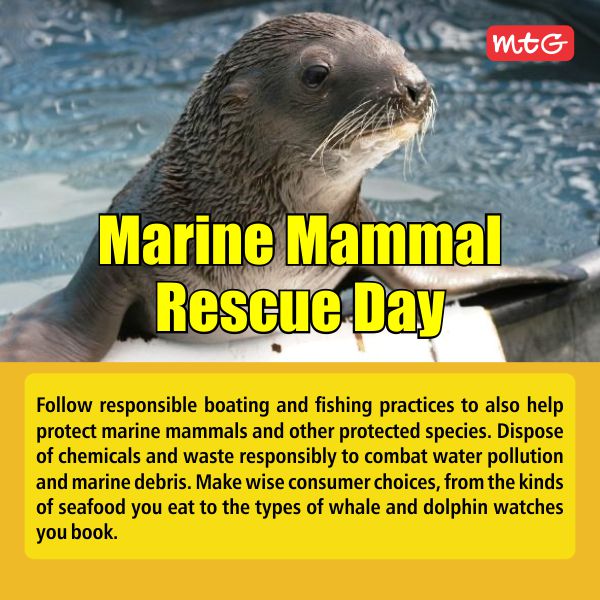 MTGBooks's tweet photo. Follow responsible #boating and #fishingpractices to also help protect marine mammals and other protected species. Dispose of chemicals and waste responsibly to combat water pollution and marine debris. 
.
#MarineMammal #MarineMammalRescueDay #mtg #NationalMarineMammalRescueDay https://t.co/8Hms8rEjQZ