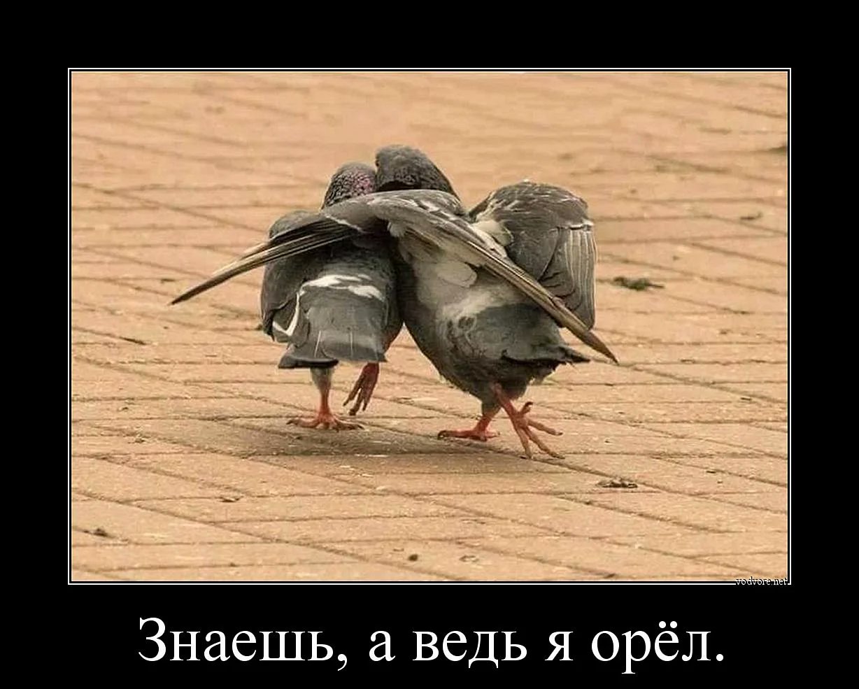 Я Орел