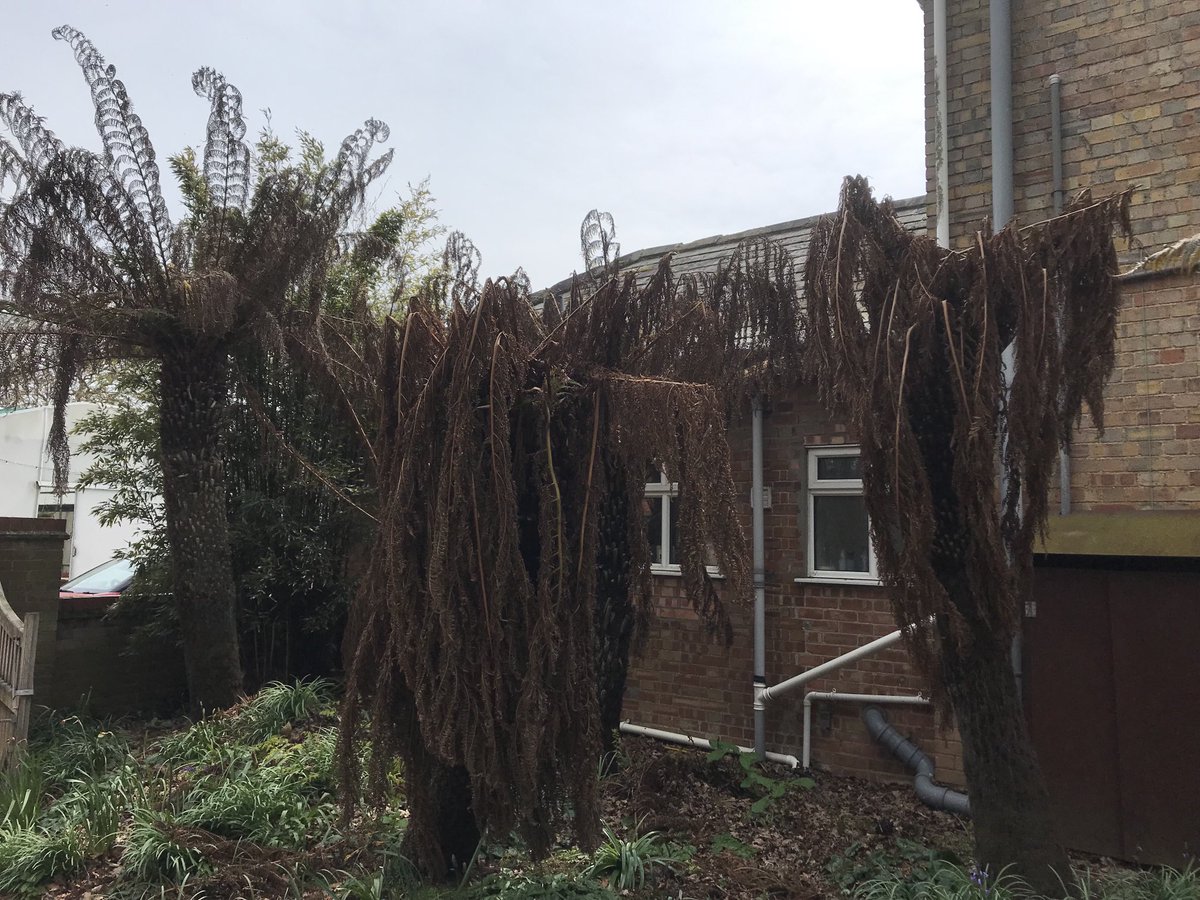 Well what can I say look at state of these mmmmmm…. It’s been a real shite winter…. ….Ok I’ll post another picture in about a month’s time ..