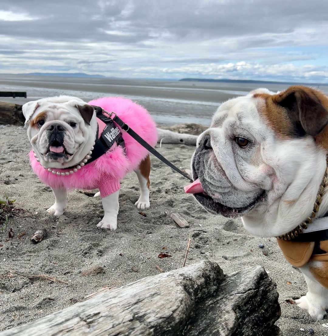 Snack time is my foreplay….happy hump day!
.
.
.
.
.
#humpday #snacktime #siblings #doggo #reels #funny #cute #funnyreels #funnydogs #cutedogs #pupflix #reelsinstagram #puppylover #doglover #bulldogs #bulldoglive #bulldoglover #englishbulldog #kalesalad #bullyinstagram