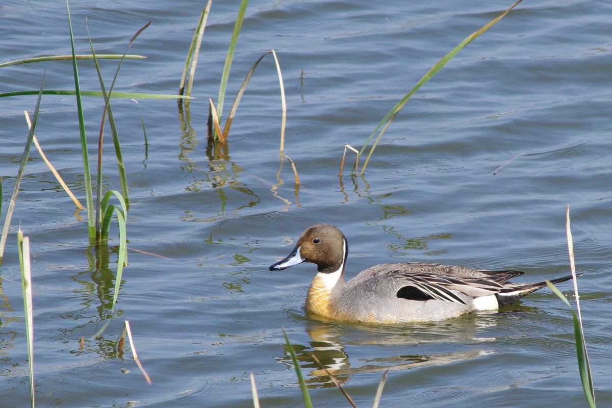 fat_murano's tweet photo. #pentaxk3mkiii / #pentax_fa400
#オナガガモ #pintailduck #photography #気のせいかもしれませんが #姿勢が良くてシュッとしてますね #かっこよ https://t.co/ln5na6MT9A