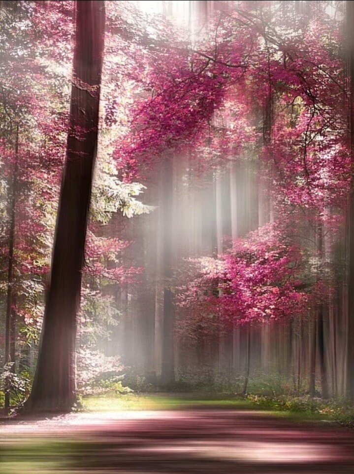 Krystyn31197823's tweet photo. 🌸❤️🌿
     ______ Beauty is yours https://t.co/jZvOTc0TKo
