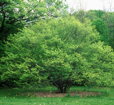 Tomorrow is Arbor Day! I give a little history, remind you to plant different species of trees and show off a tree I think is cool! American Hornbeam. Check out why it's other name is musclewood and it's pretty fall color. #arborday #trees #gardenbite 
gardenbite.com/arbor-day-dive…