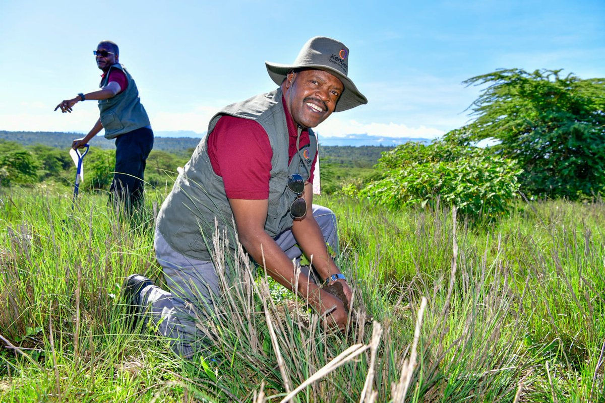 KenGenKenya's tweet photo. As part of our support for the launch, we have donated 20,000 indigenous tree seedlings to support the landscape restoration campaign. #KenGenTreePanting #JazaMiti #SustainableKenGen ^TK https://t.co/IcKWlI99Lh
