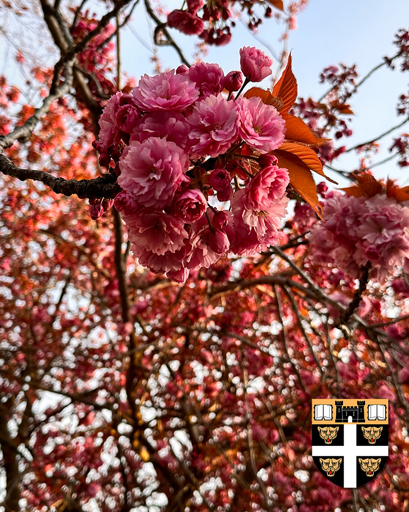 DoverCollege's tweet photo. The blossom on the tree adjacent to Effingham Crescent is always a lovely reminder that we are midway through Spring. If you get a chance, take a look at it in the next few days: it is stunning. https://t.co/hKimX33r42