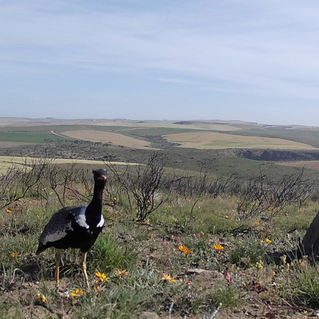 Renosterveld's tweet image. These exciting new camera trap photos prove exactly why the #Overberg wheat-belt is defined as an Important Bird Area by @BirdLife_SA. The precious remaining slivers of #Renosterveld are home to exceptional bird species, and we’re lucky to have captured some of them on film!
