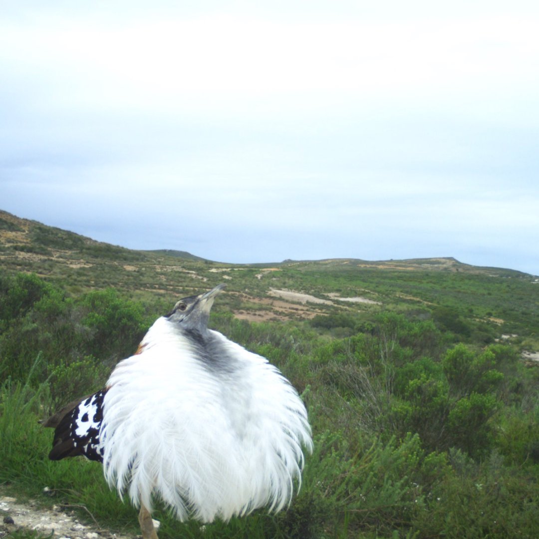 Renosterveld's tweet image. These exciting new camera trap photos prove exactly why the #Overberg wheat-belt is defined as an Important Bird Area by @BirdLife_SA. The precious remaining slivers of #Renosterveld are home to exceptional bird species, and we’re lucky to have captured some of them on film!