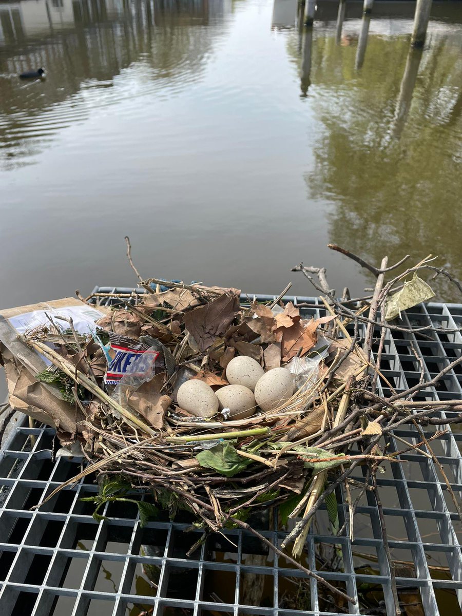 Dierenambulance Amsterdam tweet media