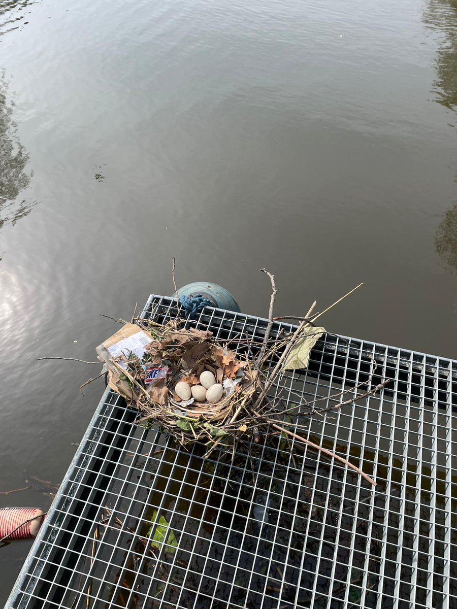 Dierenambulance Amsterdam tweet media