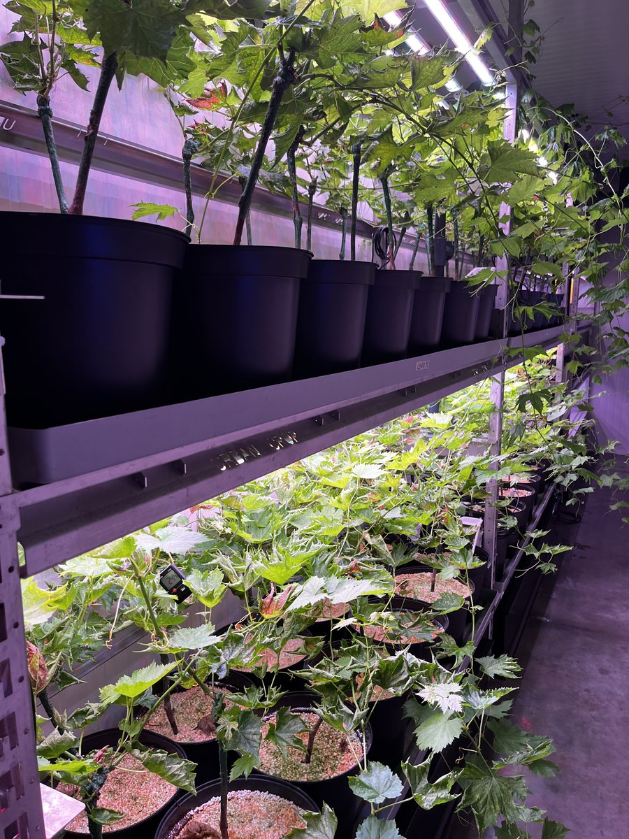 Exciting #research on #vines in a controlled indoor environment is underway! 🍇 Our objective is to reduce time to harvest, optimise root growth, and ultimately transform the #wine industry. 🍷 

#AgTech #IndoorFarming #Viticulture #ControlledEnvironmentAgriculture #Winemaking