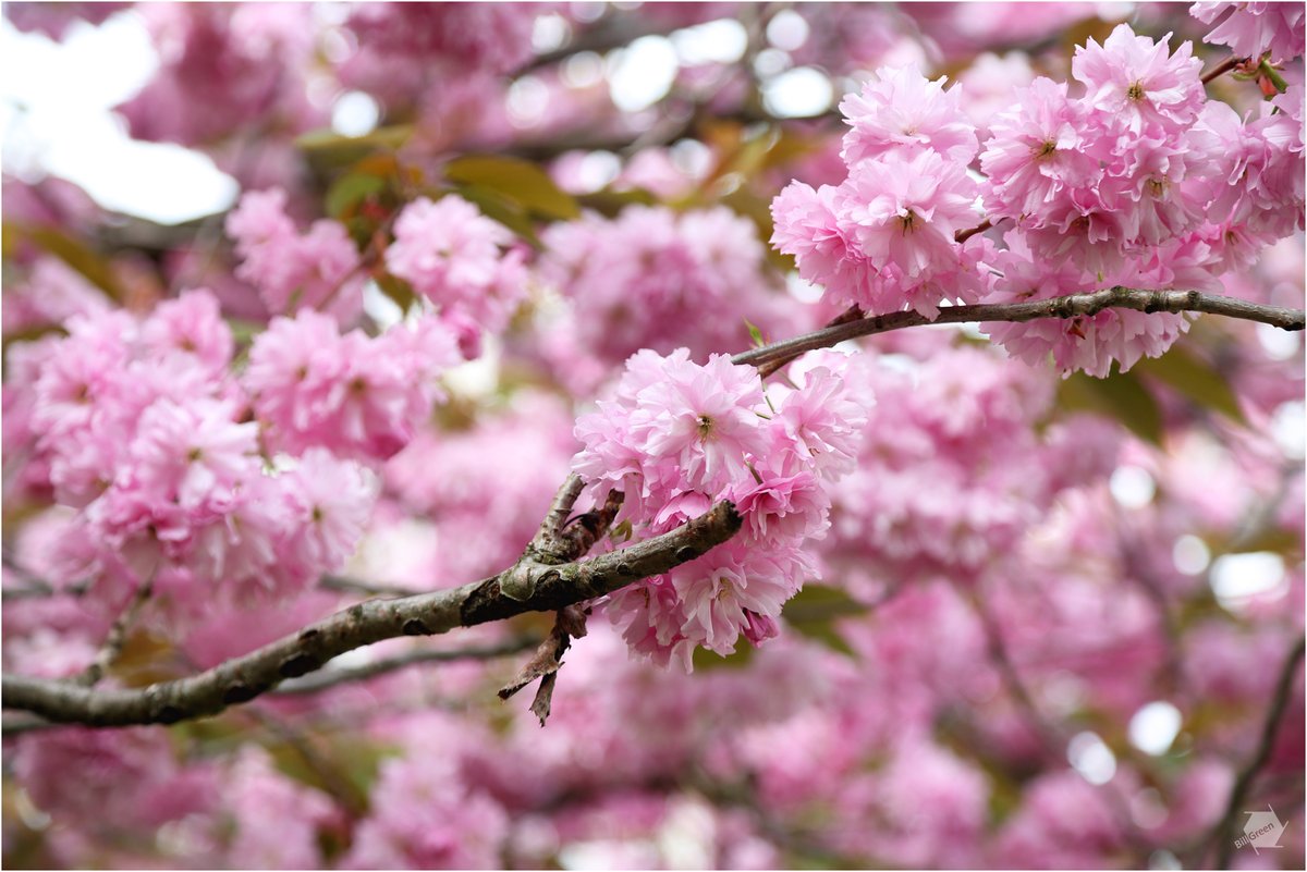 ThamesPhoto's tweet photo. Cherry Blossom in Greenwich Park. #greenwich #greenwichpark #flaura #spring @Royal_Greenwich @theroyalparks https://t.co/UpfA9UehM2