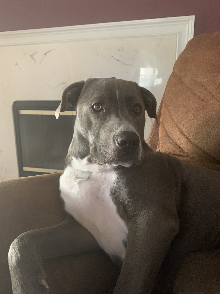 THANK YOU for all the birthday wishes❤️
I  had  the  best  day  ever  ❤️❤️🐶🐾
#dogs #dogsoftwitter #DogsOnTwitter #CatsOfTwitter #woof #bark #dogsarefamily #pets #petslovers #doglovers