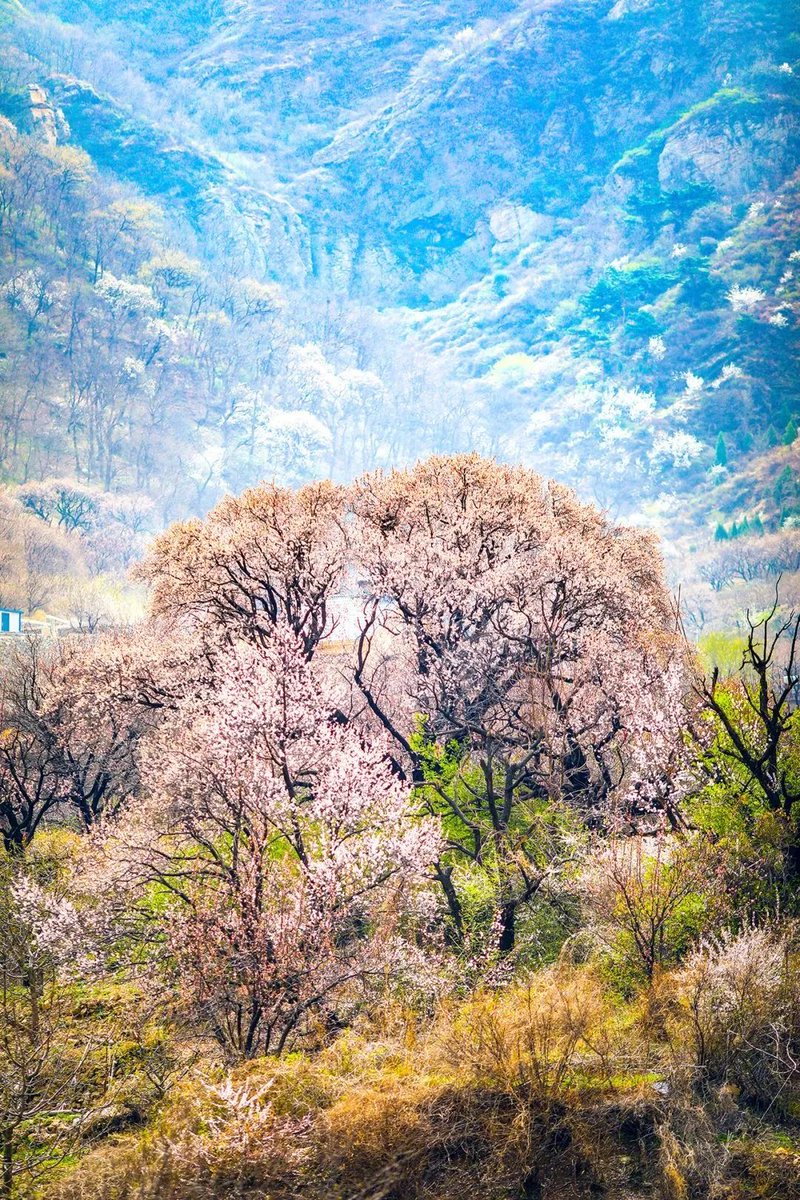 RomanticDalian's tweet image. In Getiaogou, Dalian, masses and mountains of the jewel-like apricot blossoms like a magical fairyland. #apricotflowers #RomanticDalian #flowerviewing #DalianChina