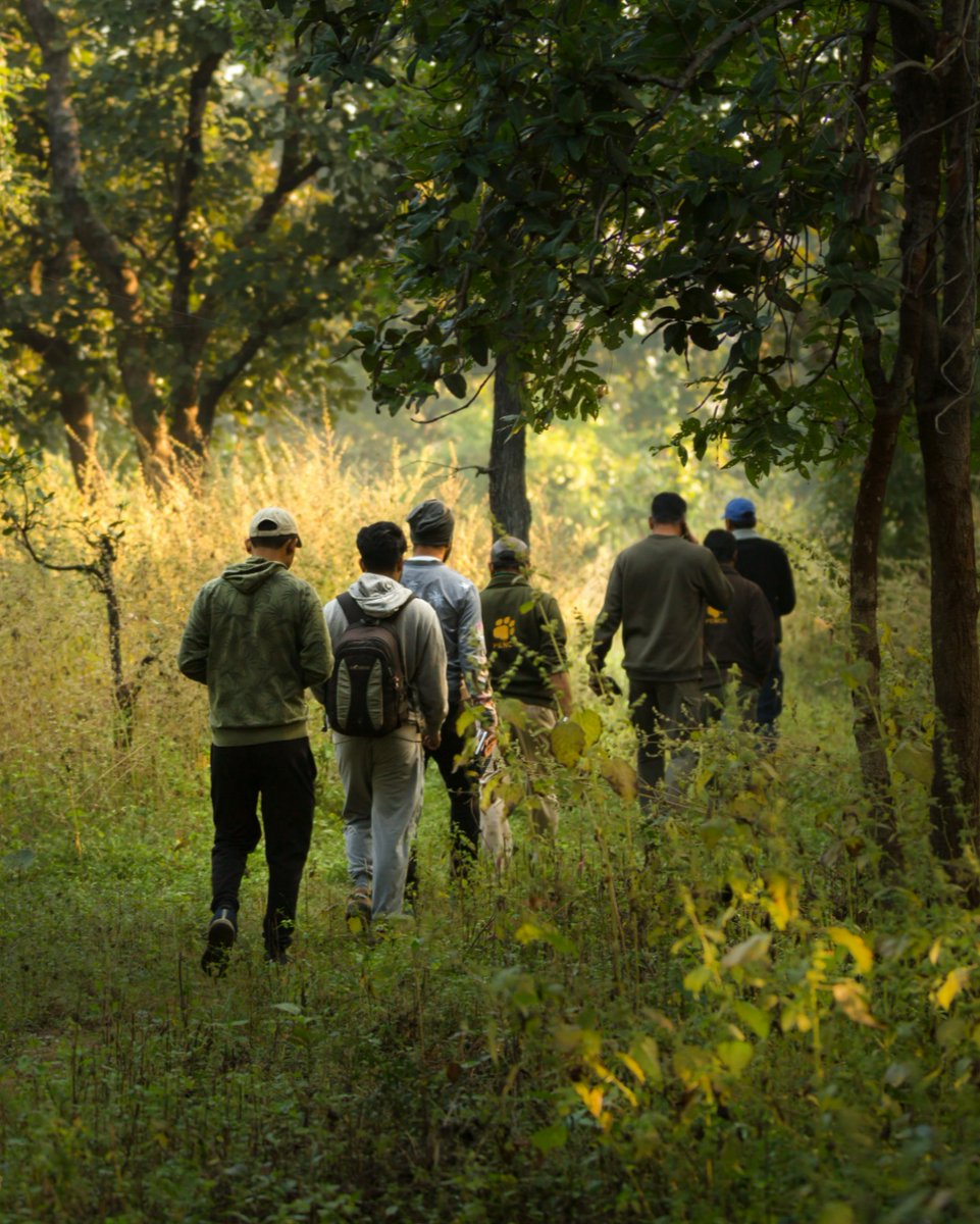 Exploring Pench buffers by walking allows you to grasp the enormity of the reserve from a unique outlook - to establish a profound bond with the environment with each stride you make. 

Visit: junglecampsindia.com

#Junglecampsindia #tadoba #pench #kanha #rukhad