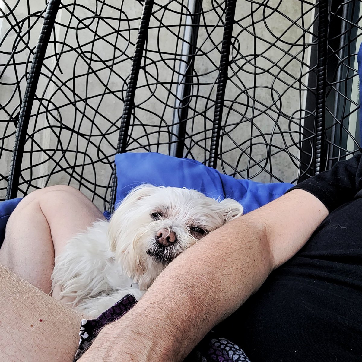 Had a little snuggle with my cuddly girl this afternoon #MeAndMyTao #Maltese #CuteDogs #DogsofMelbourne #DogsofTwittter