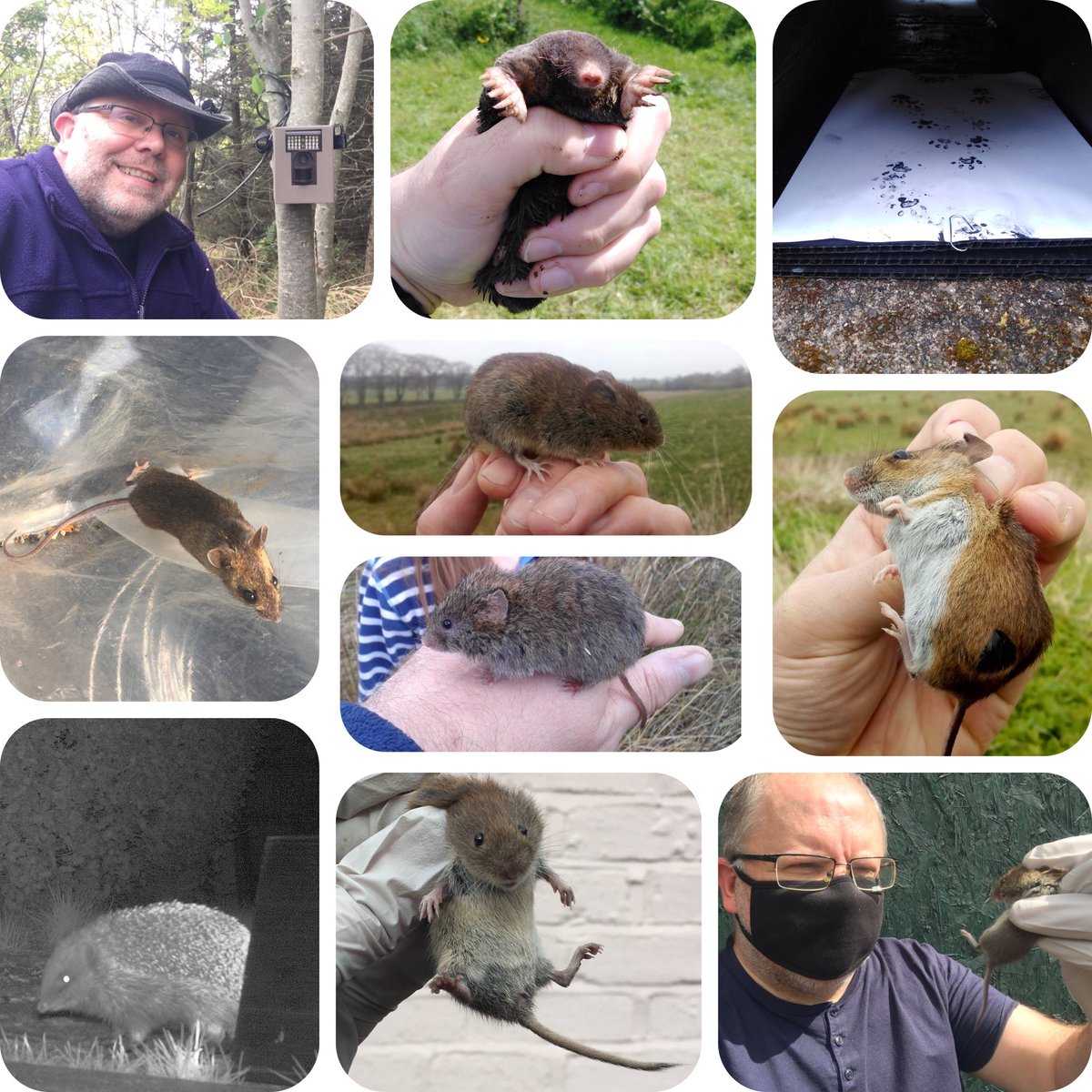 I’m leading an Introduction to British Small Mammal Online Workshop on Saturday 29 April at 7pm. Cost £12. To book go to GWEcology.com
Workshop is running as part of the #EarthAirAndArtFair in aid of <a href="/DrBrianMay/">Dr. Brian May</a>’s @TheSaveMeTrust.
1/4