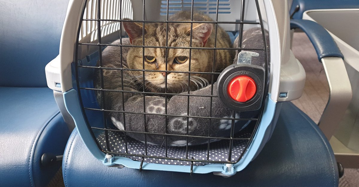I am the MV Caledonian Isles,  the Arran ferry, on my way to stay with Granny Island for a week or so.

Poppet 
🐾😼😻

#chocolatetabby
#catsoninstagram 
#catsontwitter 
#bshoninstagram 
#bsh
#bshcats 
#bshcat