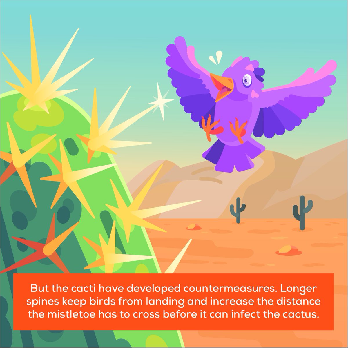 Kurzgesagt on Twitter "When birds eat mistletoe's fruits, they often