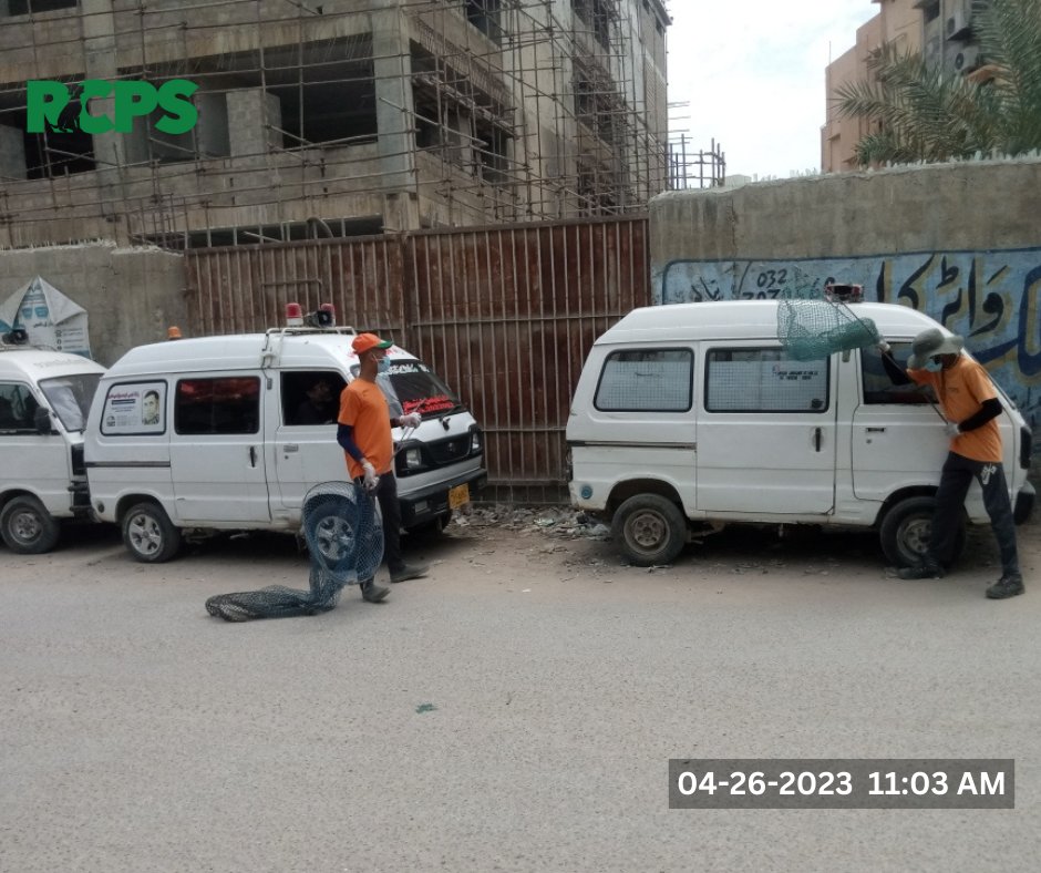 RCPSindh's tweet photo. Day 363 ~ โ
Catch โ
Vaccinate โ
Collar โ
Mark โ
Record
* Action packed work by our skilled dog handlers.
๐Abbasi shaheed Hospital, UC-1, Nazimabad, District Central, Karachi l.
#rabiescontrolprogramsindh #RCPS #ZeroBy30 #UnitedAgainstRabies #WHO #OneHealth #EliminateRabies https://t.co/HF2pEBsItF