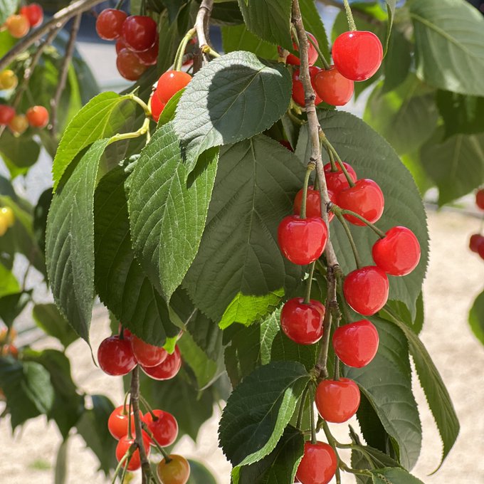 Twitterのコスプレ画像37