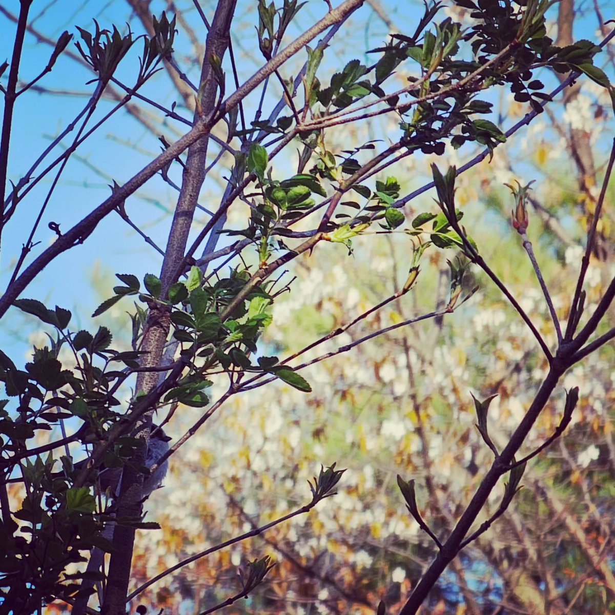 mc_xanthe's tweet photo. Juyeop Park pt.2 #photography #birds #nature #flowers #plants #juyeop #park #juyeoppark #seoul #korea https://t.co/L1KhSA7n7G