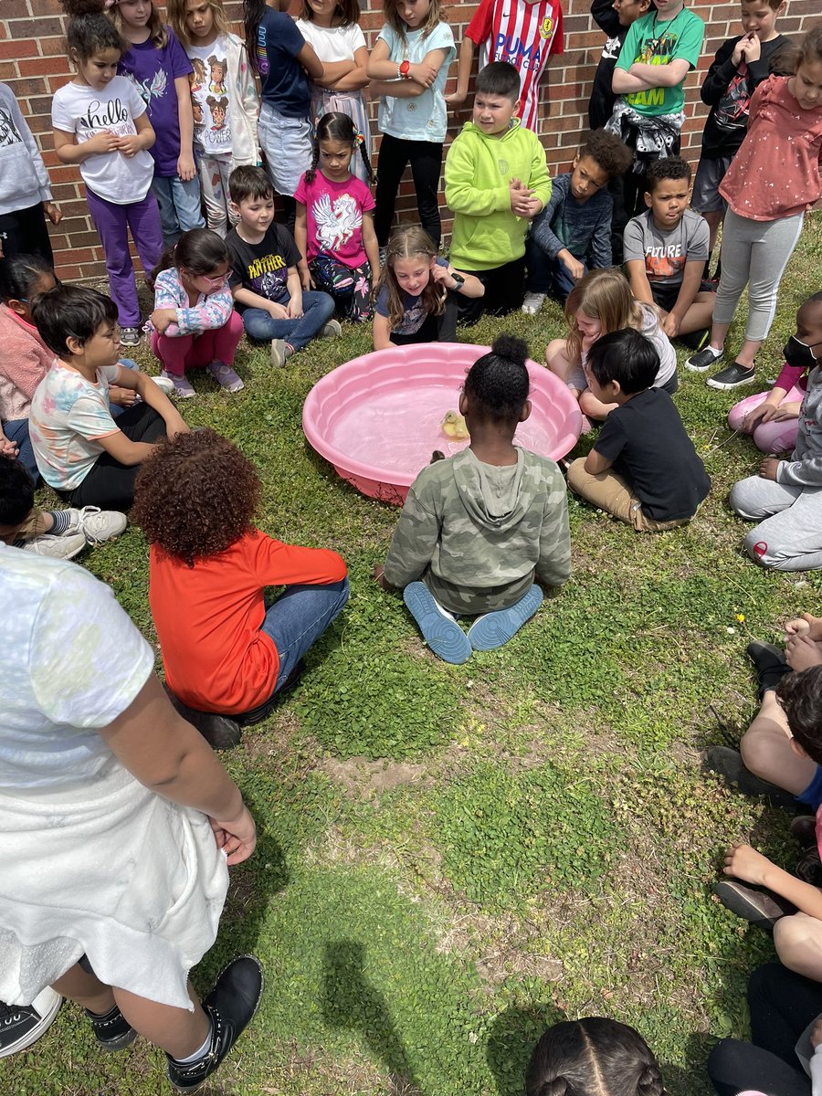 Who knew incubating ducks could cover so many standards, be so much fun and engage so many first grade scientists?!  WE DID!!!!! #Science