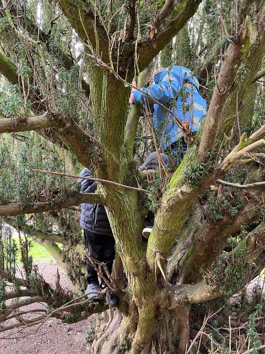PittencrieffPS (@pittencrieffps) on Twitter photo Lots of discussion, negotiation, problem solving and risk assessing for P1 while playing in the tree.
#outdoorlearning <a href="/LoveOutdoorLea1/">Love Outdoor Learning</a> Lots of discussion, negotiation, problem solving and risk assessing for P1 while playing in the tree.
#outdoorlearning <a href="/LoveOutdoorLea1/">Love Outdoor Learning</a>