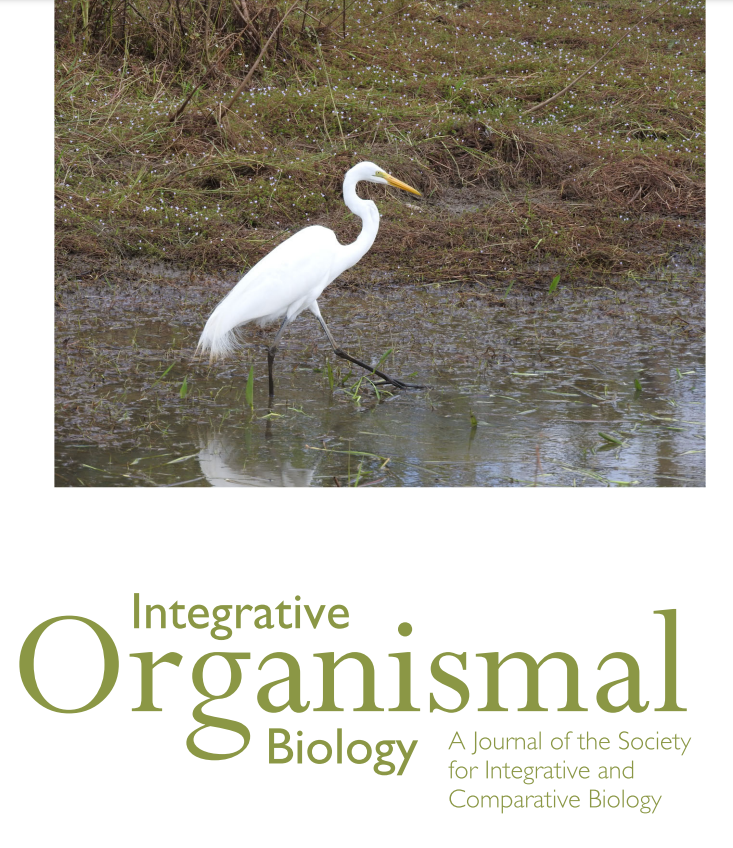 iobjournal's tweet photo. New in issue!
#Morphological #Covariance and Onset of Foot Prehensility as Indicators of Integrated #Evolutionary Dynamics in the #Herons (Ardeidae)
by M.F. Riegner & R.D. Bassar
https://t.co/mFsA3JgoZ8
#avian #organisms #biology #sciencetwitter https://t.co/tx09L9WJUa