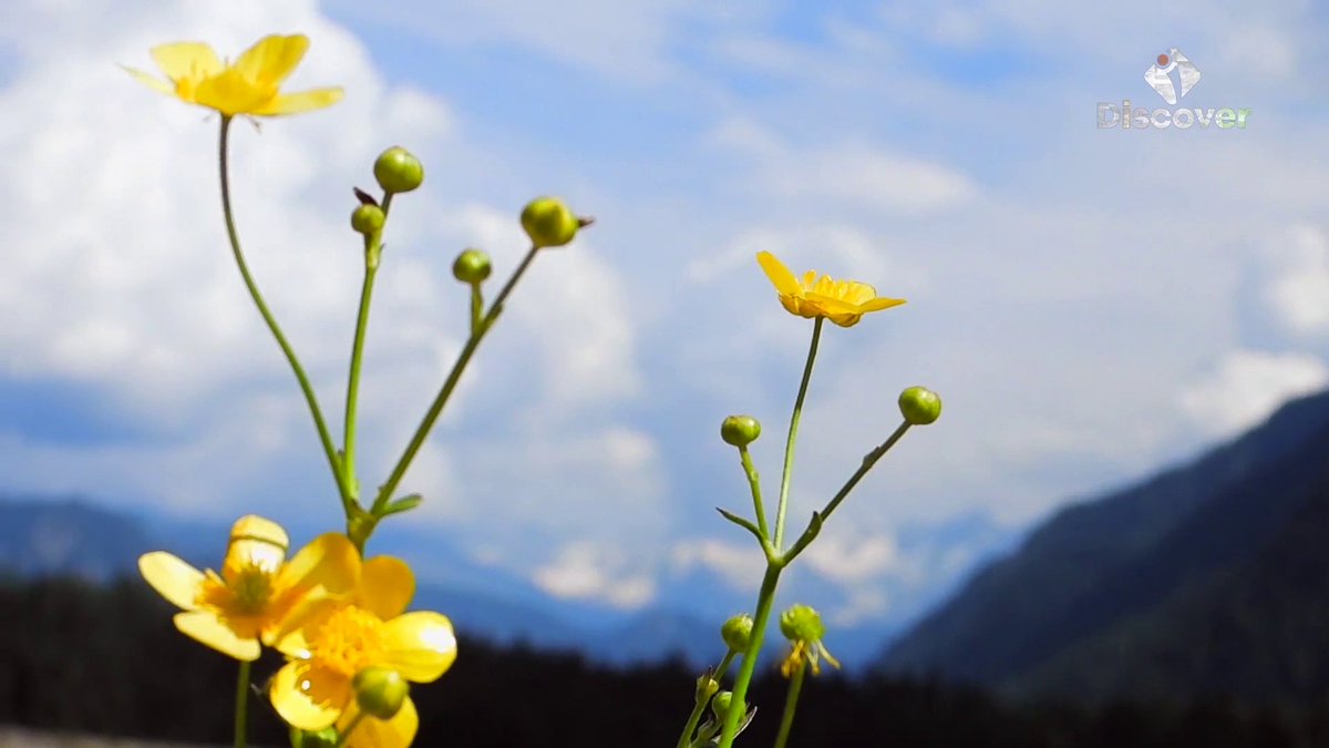 DiscoverpakTv's tweet image. Beauty of Kumrat Valley | kpk 

#kpk #kumrat #view #beauty #pakistan