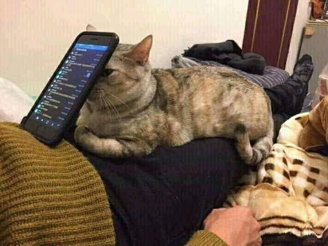 Why you should have a cat tweet media