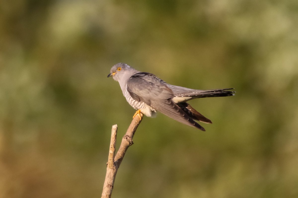 Experience the dawn chorus of Carlton Marshes with a guided walk lead by one of our wardens and local bird experts followed by a full English breakfast. Sunday 7 May, was starting at 5.00am. Book your place here: suffolkwildlifetrust.org/events/2023-05… 📸Cuckoo-Kevin Coote