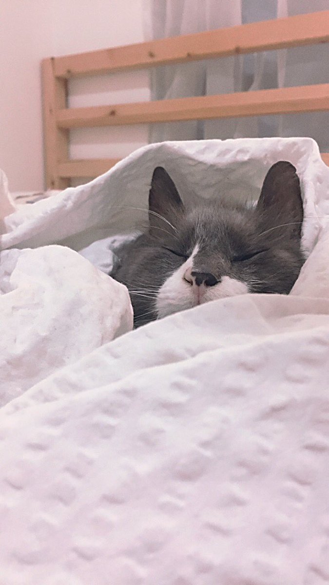 sarah 𓆩♡𓆪 tweet media